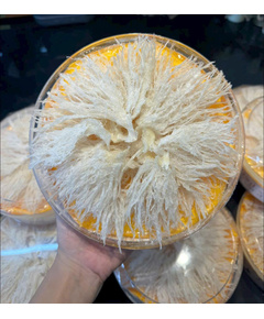 Hình Ảnh Chân Yến Rút Lông Loại Đặc Biệt (100gr) - Tổ Yến (Yến Sào) Làm Sạch Cao Cấp, Tùy Chọn: Chân Yến Loại Đặc Biệt - sieuthilamdep.com