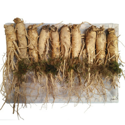 Hình Ảnh Nhân Sâm Tươi Hàn Quốc 10 Củ/Kg - sieuthilamdep.com