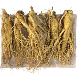 Hình Ảnh Nhân Sâm Tươi Hàn Quốc 5 Củ/Kg - sieuthilamdep.com