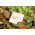 Hình Ảnh Viên Sủi Trắng Da Hàng Đầu Anh Quốc Neuglow C Premium White, 2 hình ảnh - sieuthilamdep.com