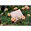 Hình Ảnh Viên Sủi Trắng Da Hàng Đầu Anh Quốc Neuglow C Premium White, 4 hình ảnh - sieuthilamdep.com