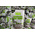 Hình Ảnh Hạt Chia Absolute Organic Chia Seed 1kg, 2 hình ảnh - sieuthilamdep.com