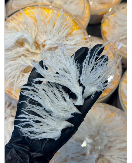 Hình Ảnh Chân Yến Rút Lông Loại Đặc Biệt (100gr) - Tổ Yến (Yến Sào) Làm Sạch Cao Cấp, Tùy Chọn: Chân Yến Loại Đặc Biệt, 4 hình ảnh - sieuthilamdep.com