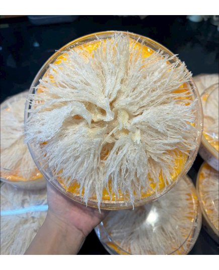 Hình Ảnh Chân Yến Rút Lông Loại Đặc Biệt (100gr) - Tổ Yến (Yến Sào) Làm Sạch Cao Cấp, Tùy Chọn: Chân Yến Loại Đặc Biệt - sieuthilamdep.com