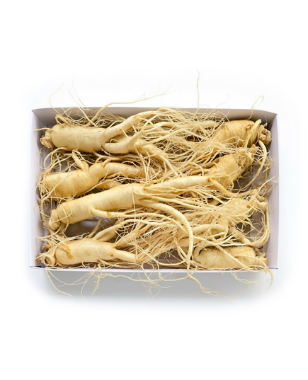 Hình Ảnh Nhân Sâm Tươi Hàn Quốc KGC 8 Củ/Kg Đủ Tuổi, Đã Làm Sạch - Nhập Khẩu Chính Ngạch, Tùy Chọn: 8 Củ/Kg - sieuthilamdep.com