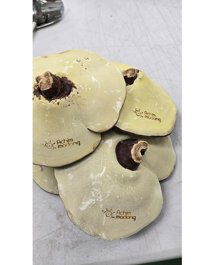 Hình Ảnh Nấm Linh Chi Đỏ Thượng Hạng Achimmadang Korea Lingzhi Mushroom 1kg (13-16 Lá), Tùy Chọn: 1Kg (13-16 Lá), 5 hình ảnh - sieuthilamdep.com